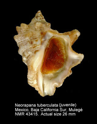 Neorapana tuberculata.jpg - Neorapana tuberculata(G.B.Sowerby,1835)